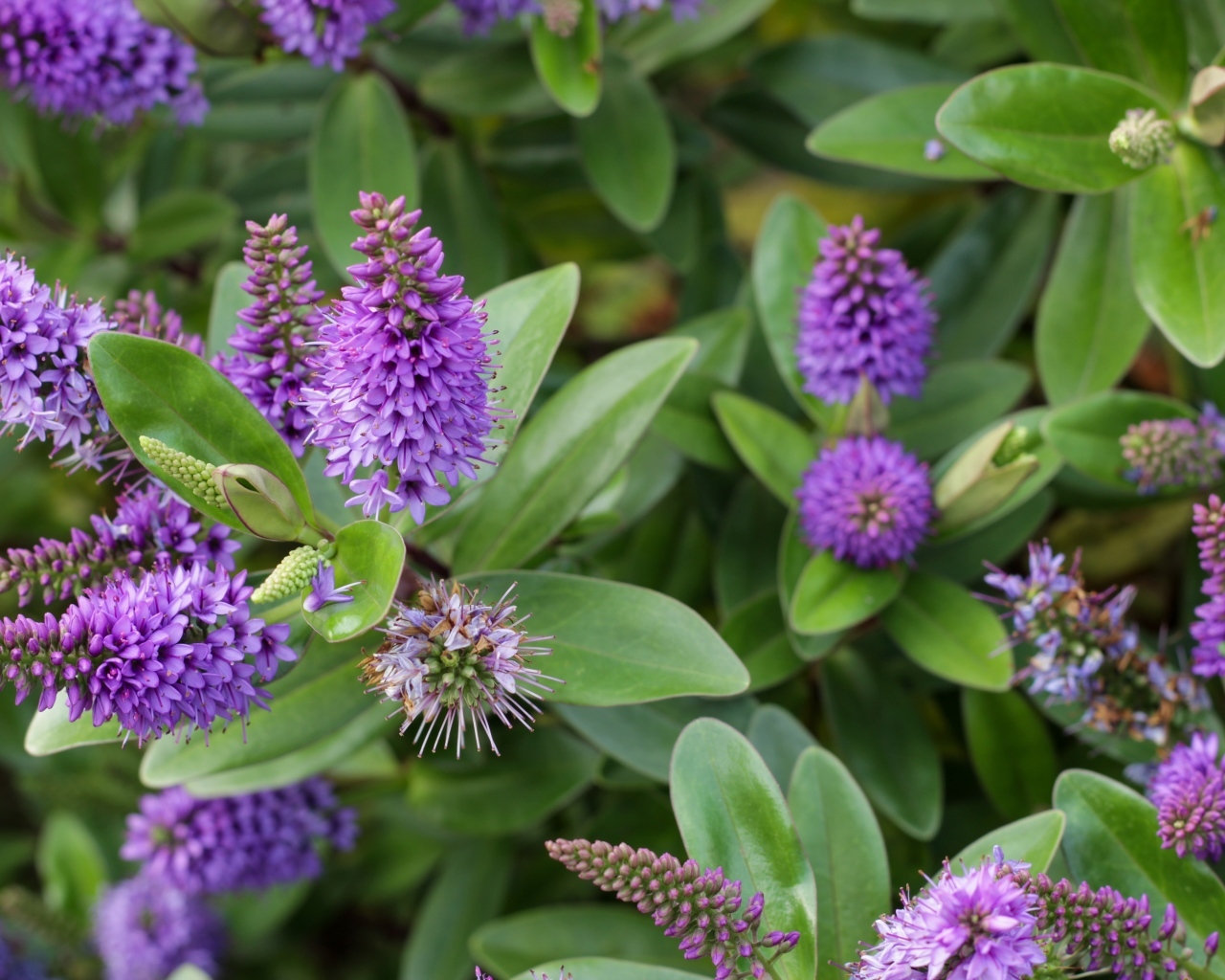 Много красивых сиреневых цветов с зелеными листьями