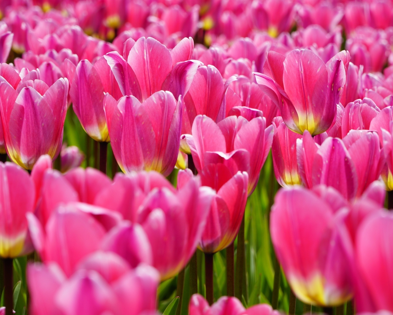 Много красивых розовых тюльпанов на поле