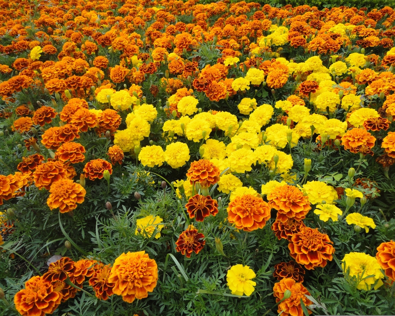 Много разноцветных бархатцев на клумбе