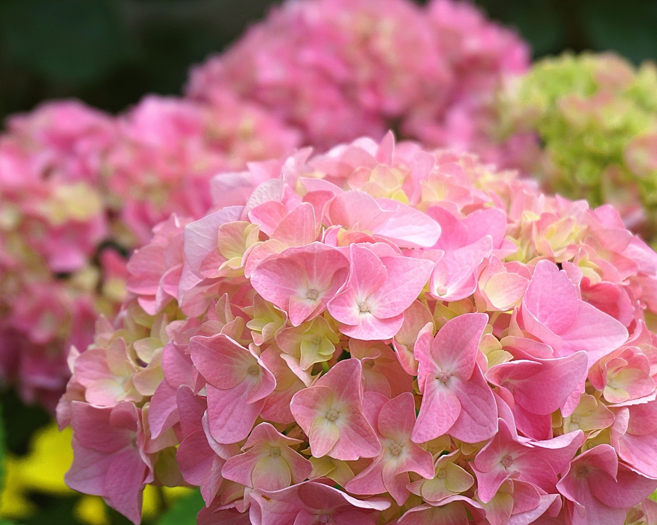 Много розовых крупных цветов гортензии