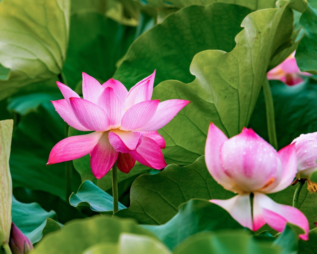 Много розовых лотосов в зеленых листьях