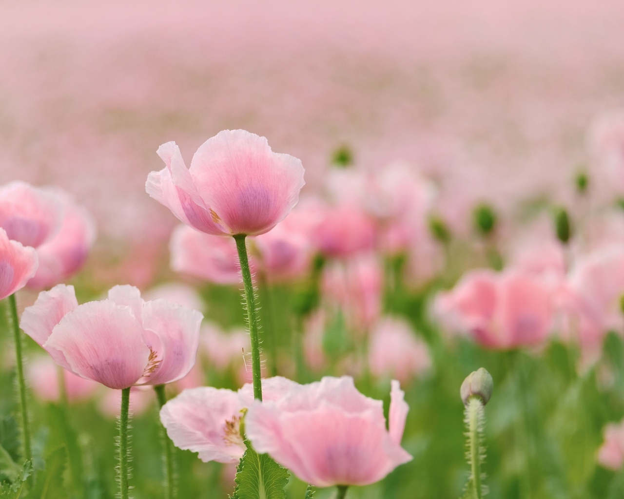 Много розовых цветов мака на поле