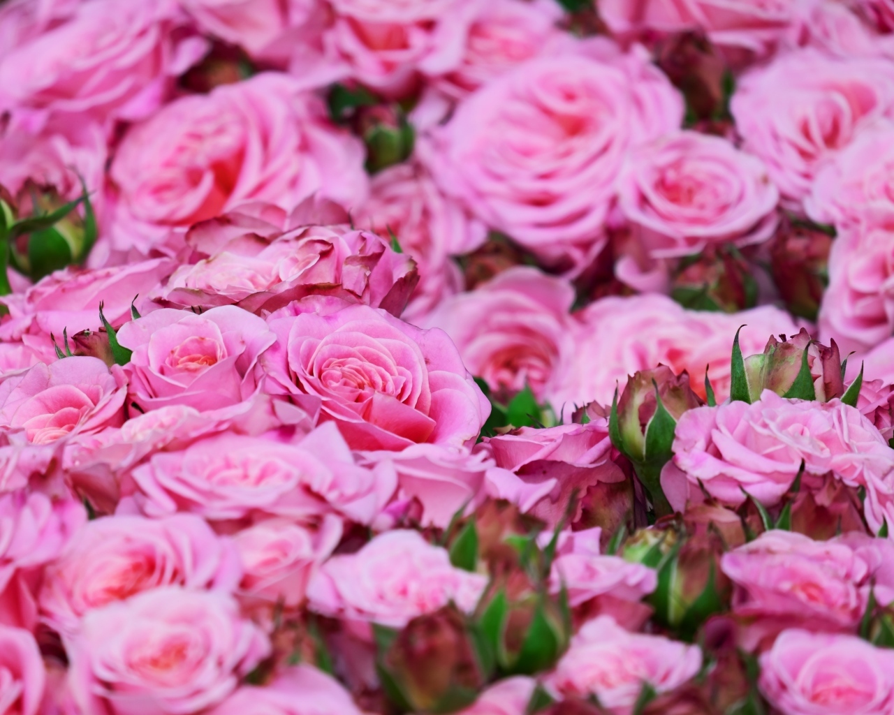 Много розовых цветов розы крупным планом