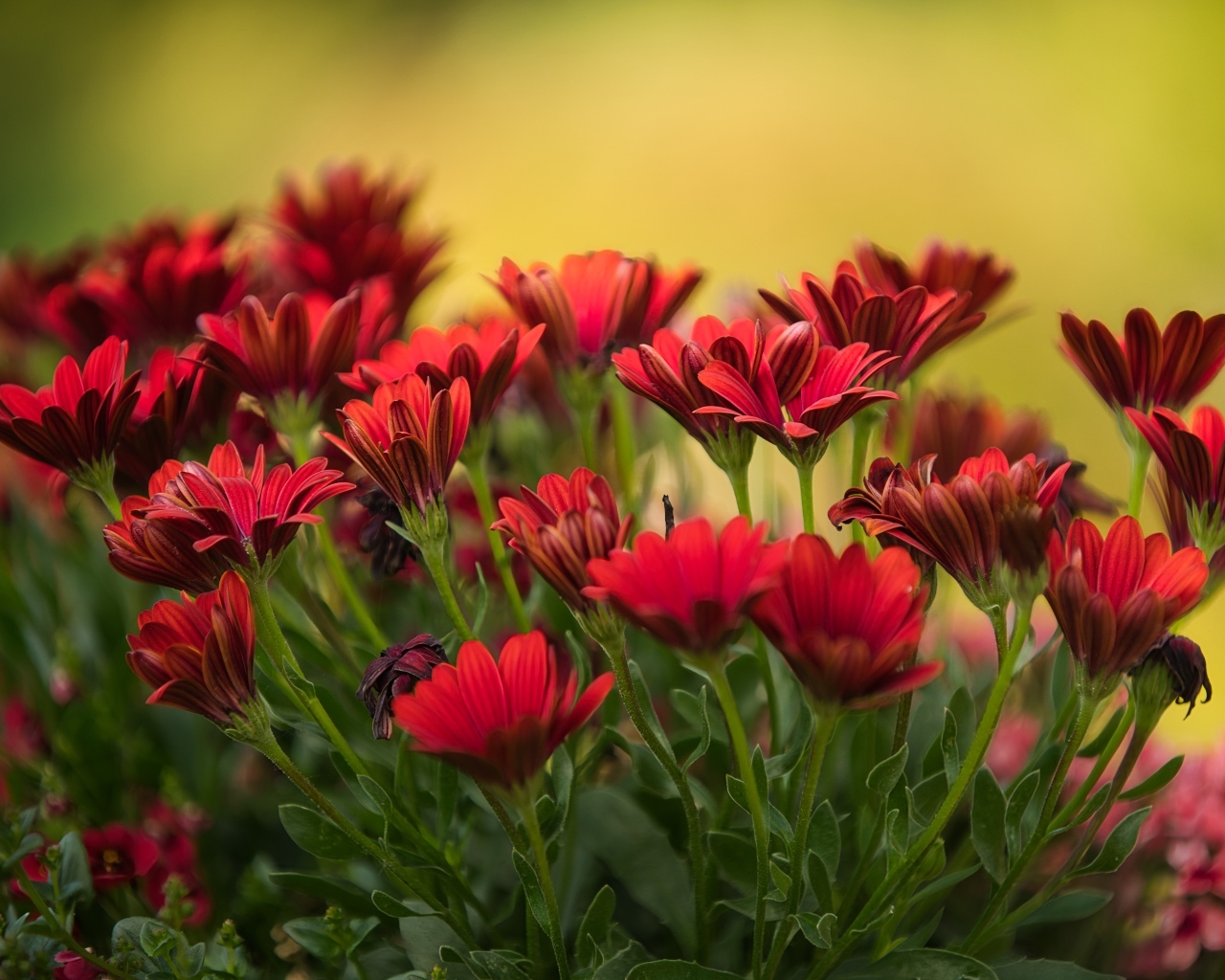 Много красных цветов остеоспермум крупным планом