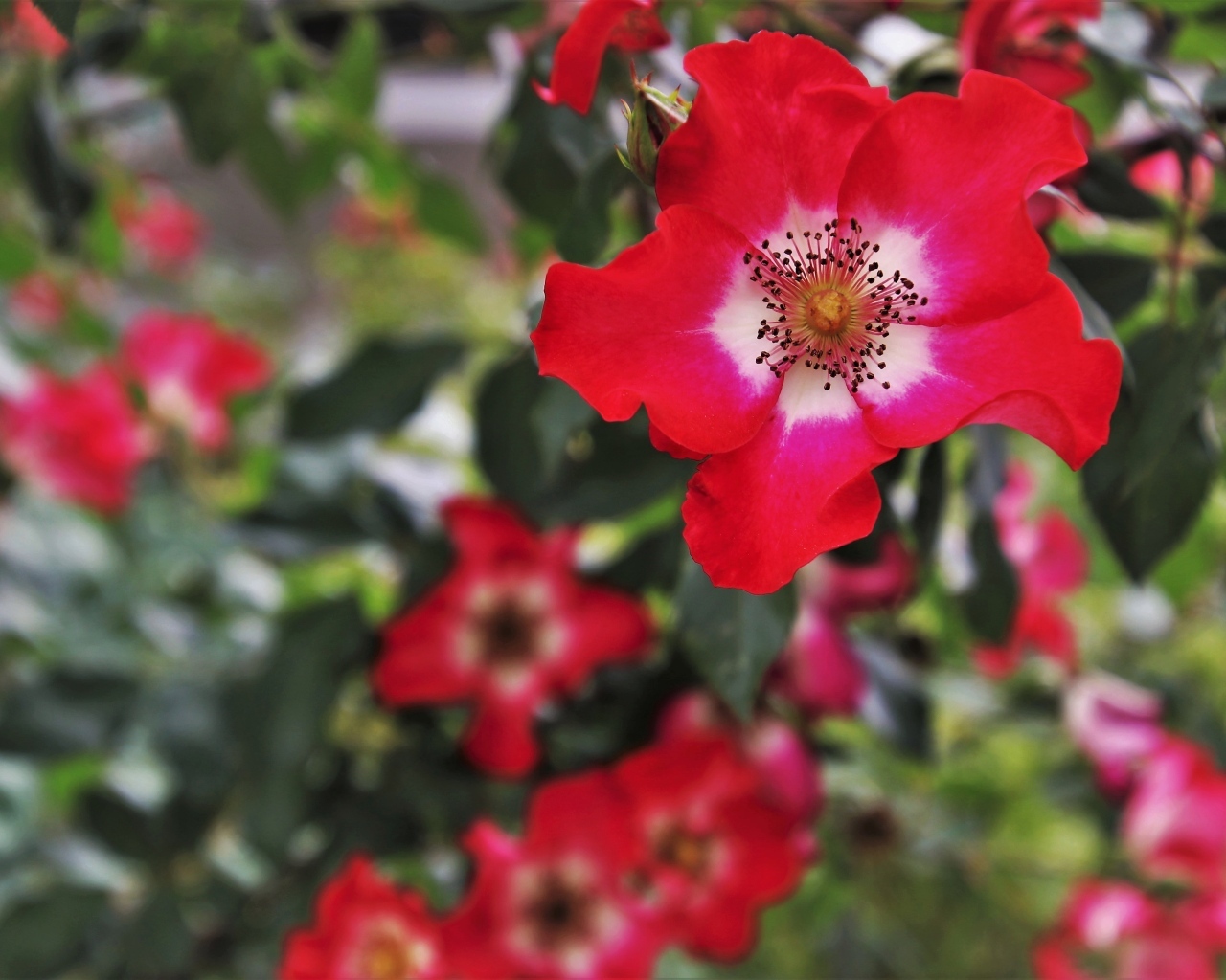 Много красных цветов розы на клумбе