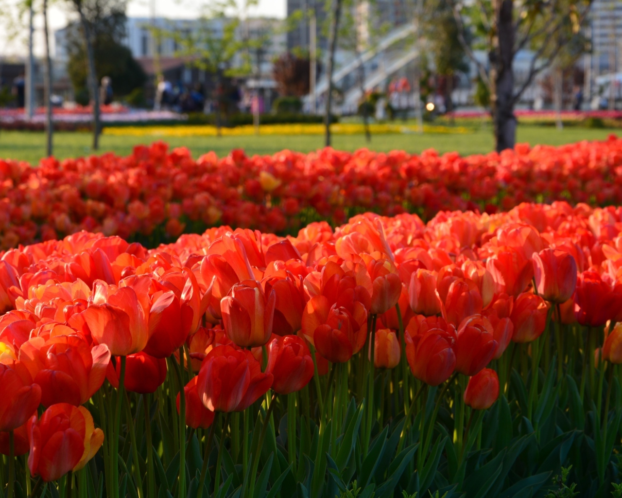 Много красных тюльпанов на клумбе