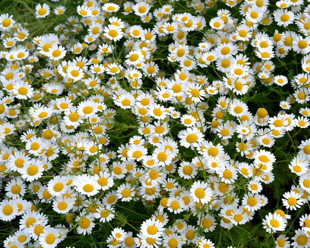 Много мелких цветов лекарственной ромашки