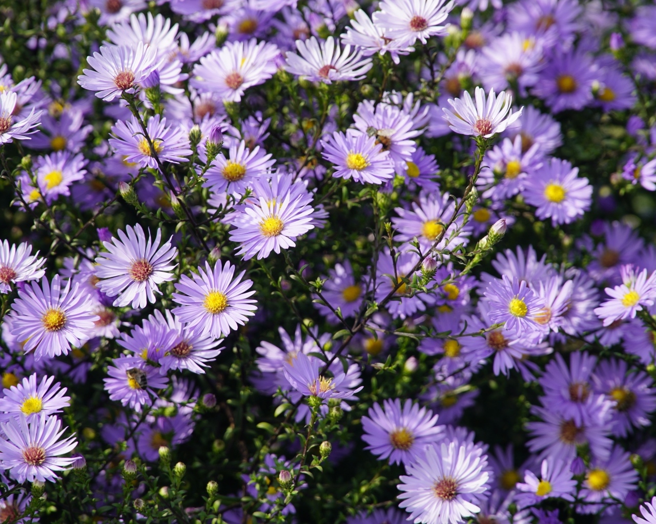 Много мелкий цветов садовой сентябринки