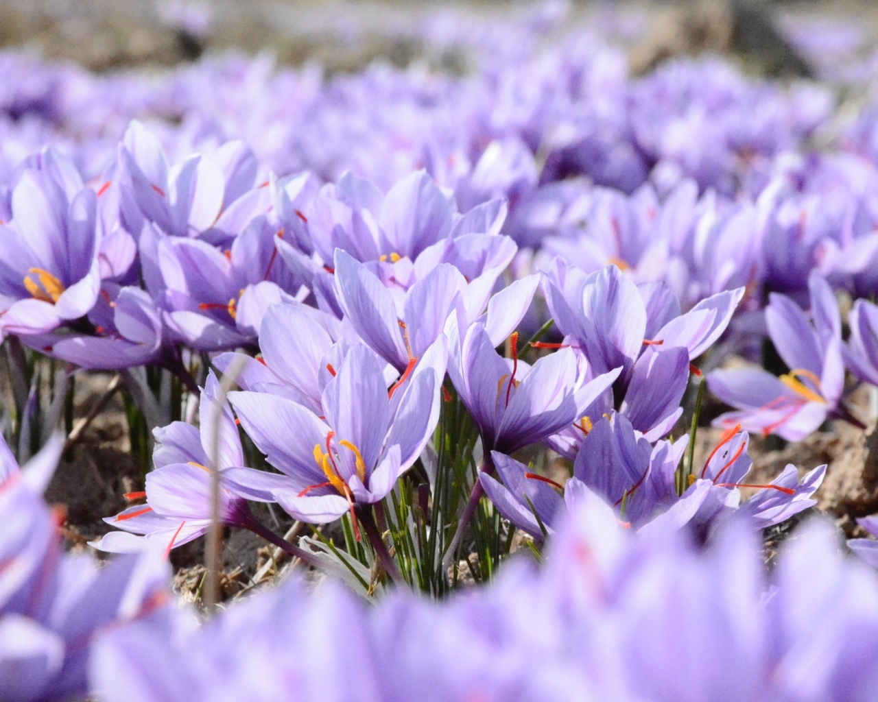 Много мелких сиреневых цветов крокуса