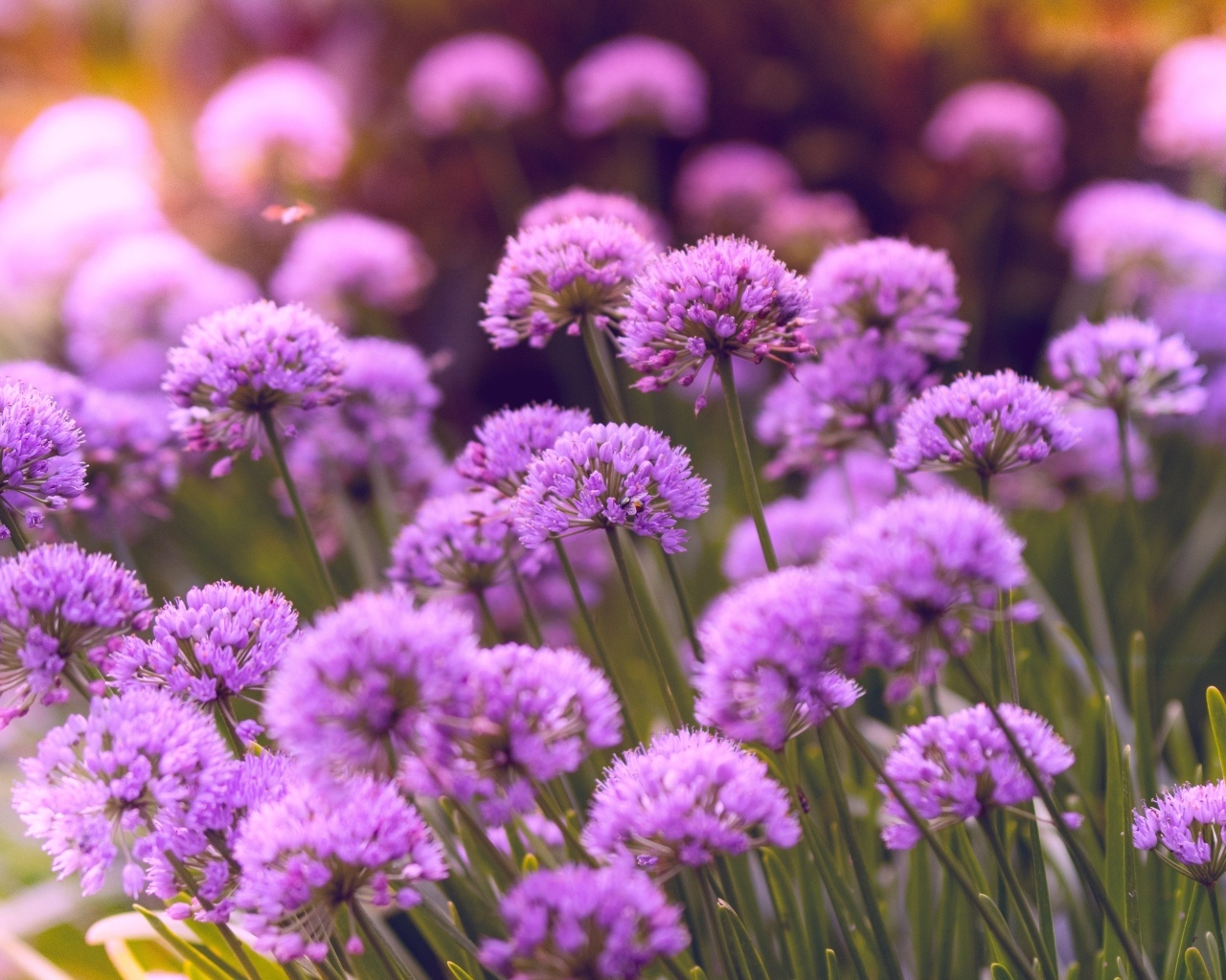 Много маленьких сиреневых цветов в саду