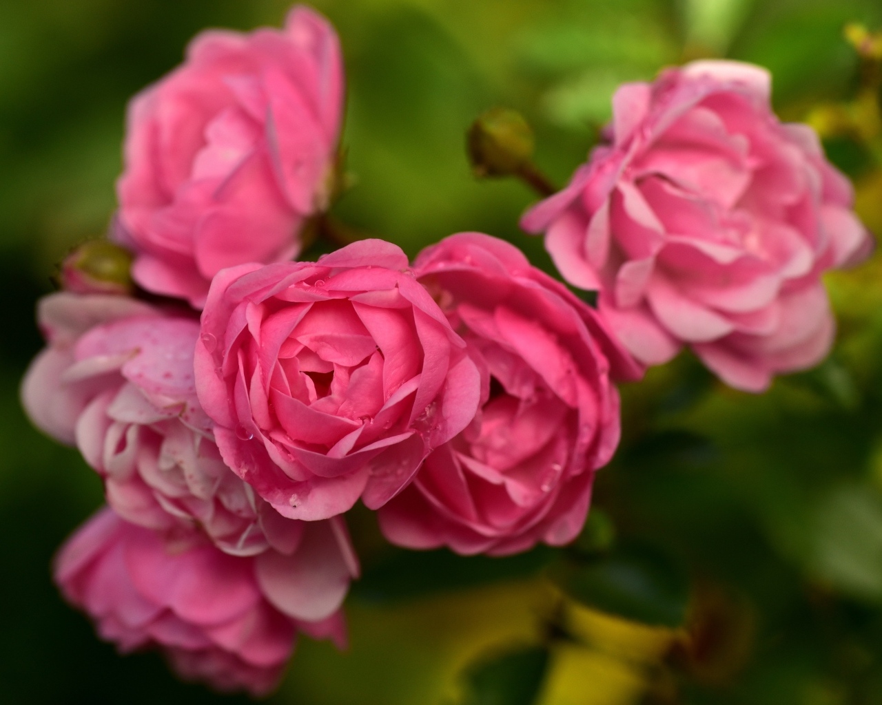 Много маленьких розовых парковых роз