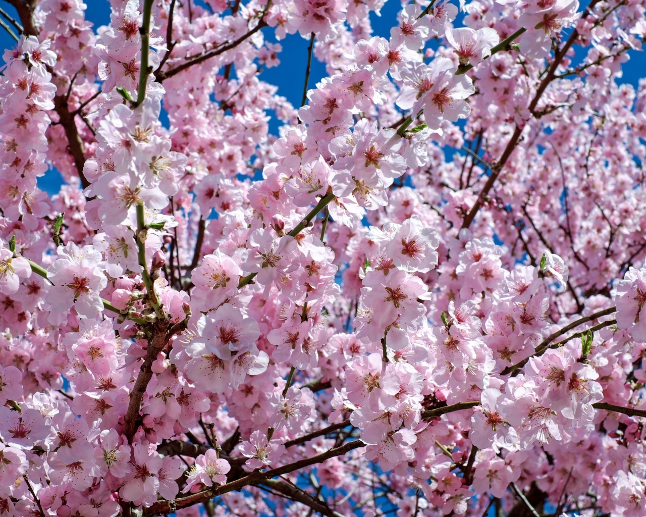 Много мелких розовых цветов персика крупным планом