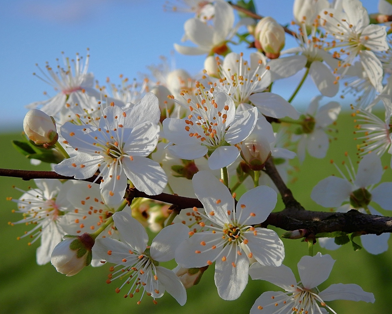 Много белых цветов на ветке вишни в лучах солнца