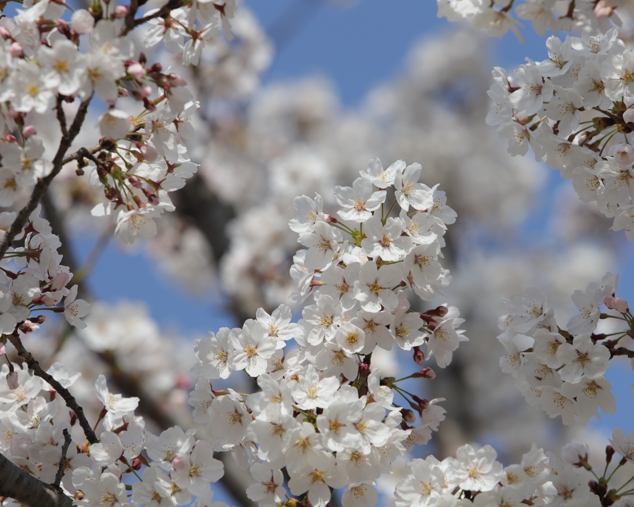 Много белых ароматных цветов на ветках вишни