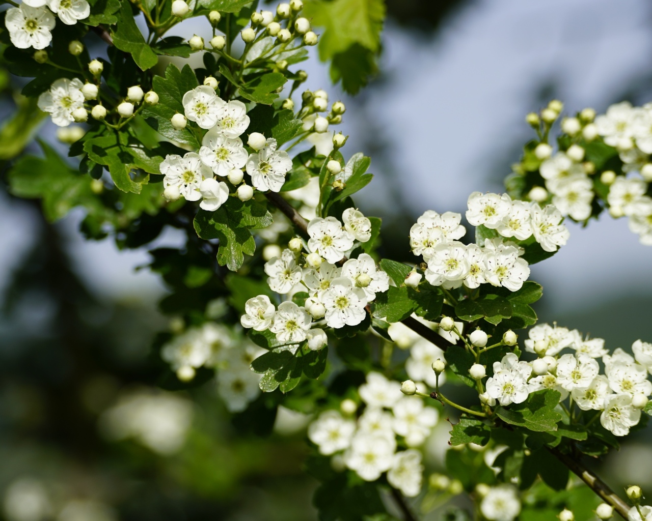 Много белых цветов боярышника на ветке весной