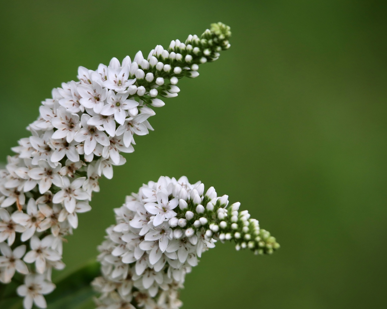 Много белых цветов вербейник