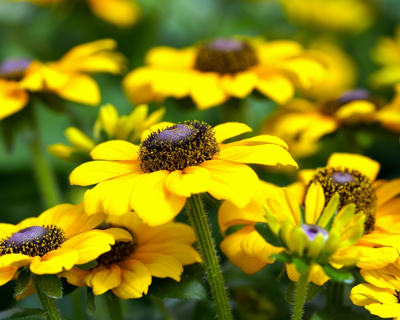 Много желтых садовых цветов рудбекия