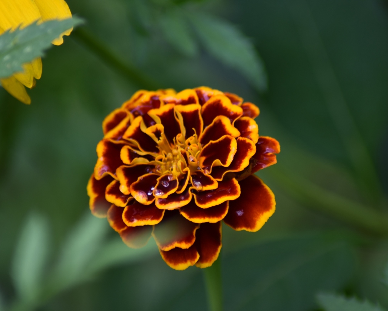 Цветок бархатца крупным планом