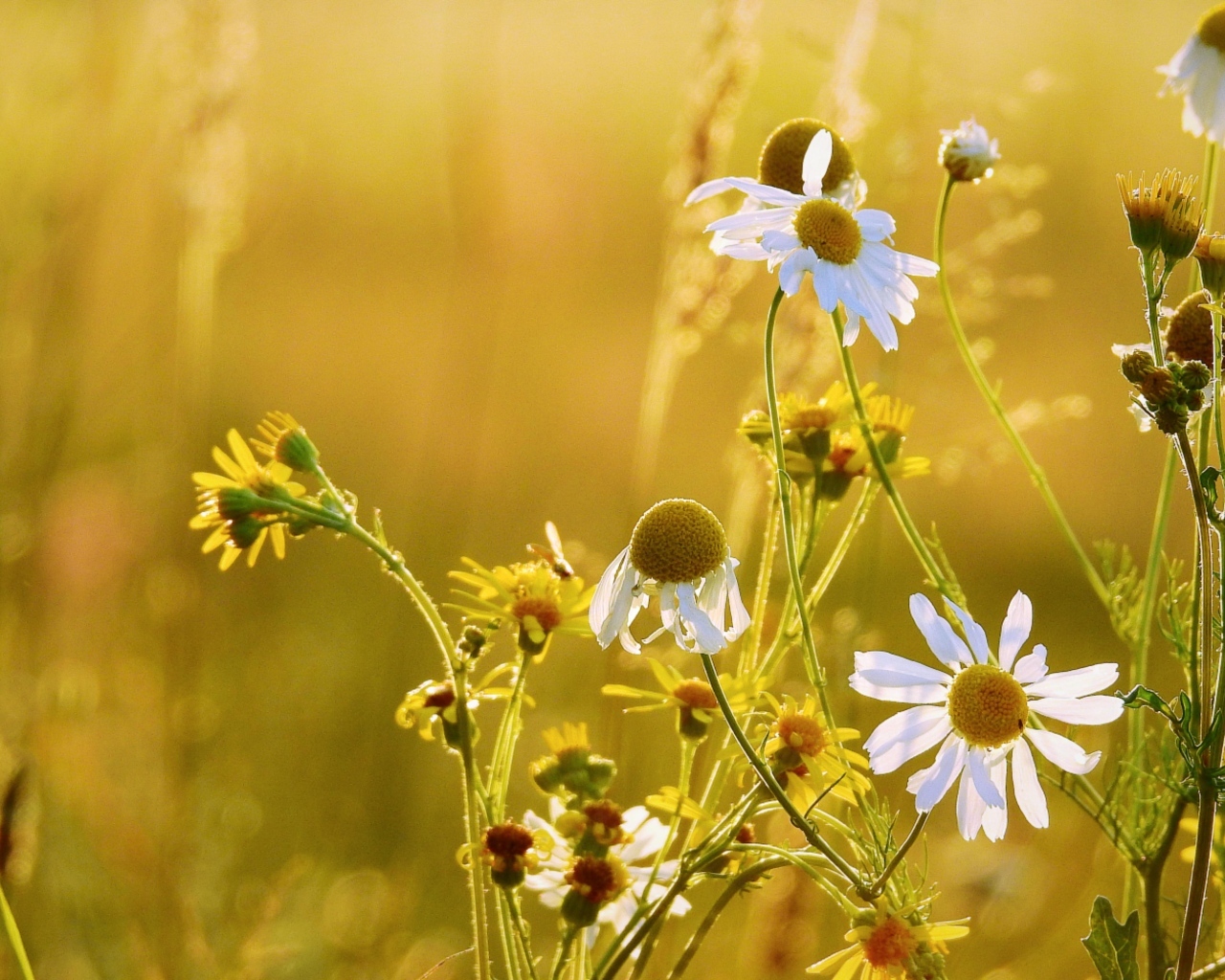 Лечебная белая ромашка на поле
