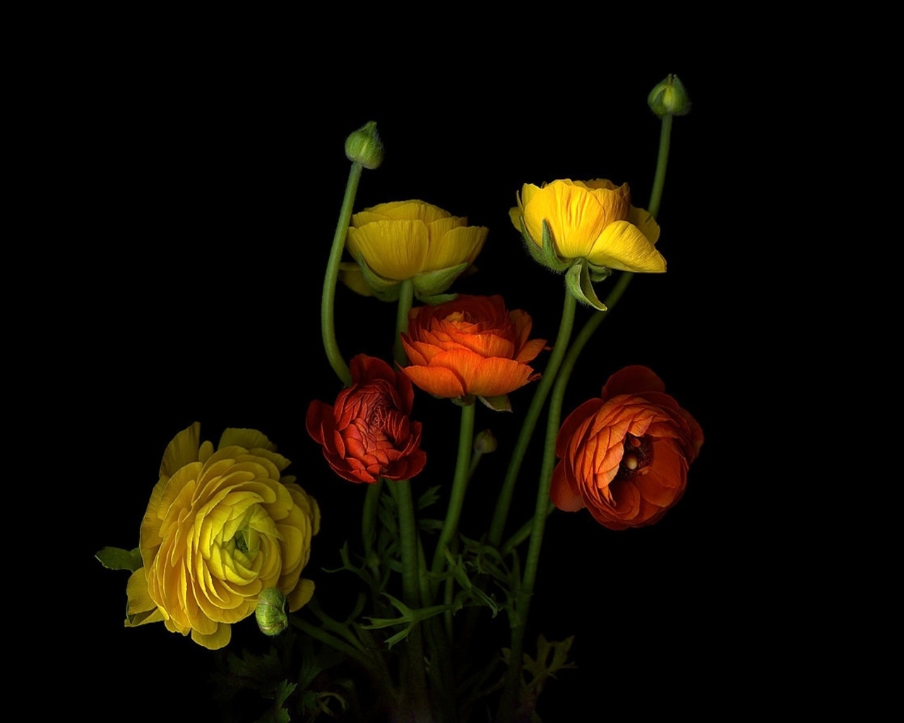 Разноцветные лютики на черном фоне