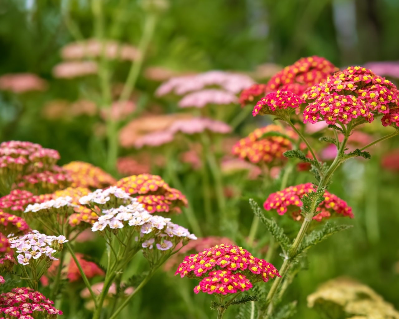 Разноцветные мелкие цветы на клумбе