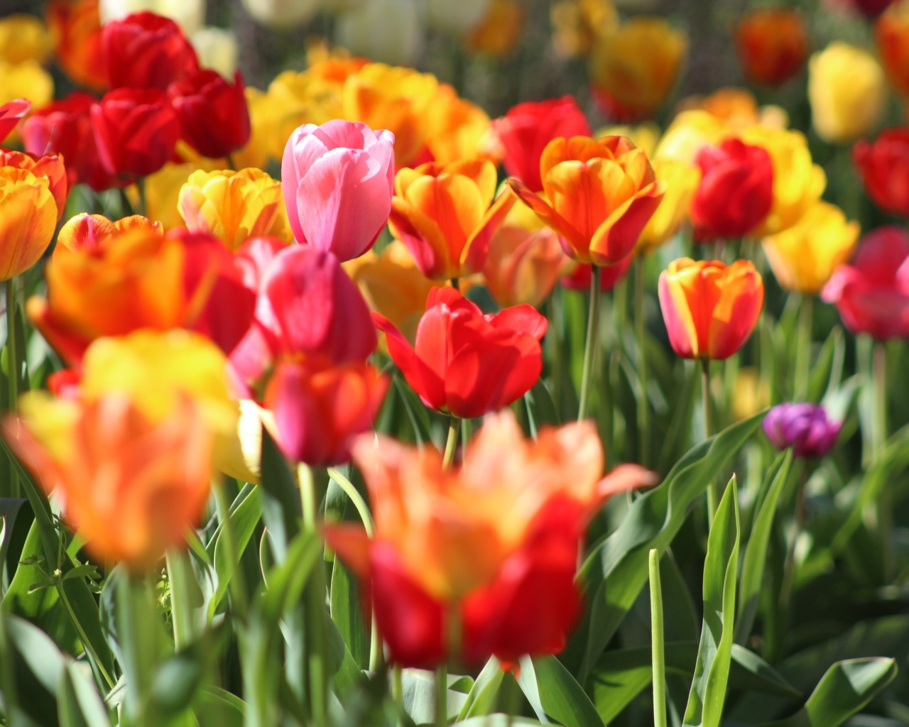 Разноцветные тюльпаны растут на клумбе в лучах солнца