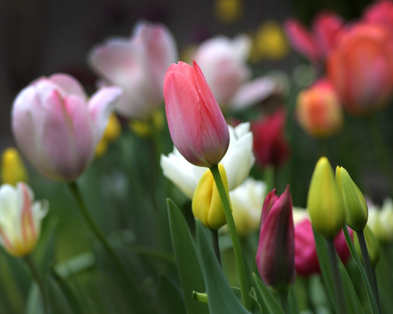 Разноцветные тюльпаны на клумбе