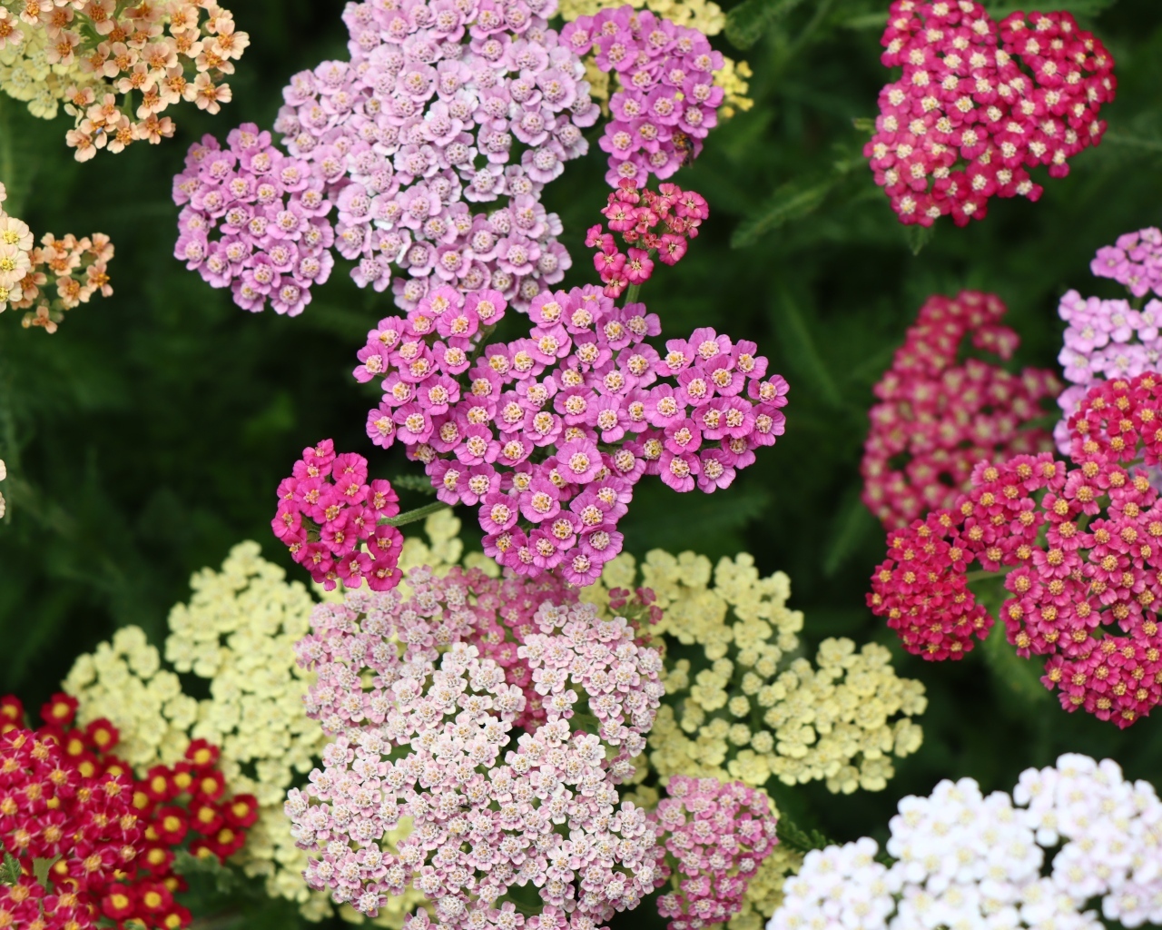 Разноцветные красивые цветы тысячелистника