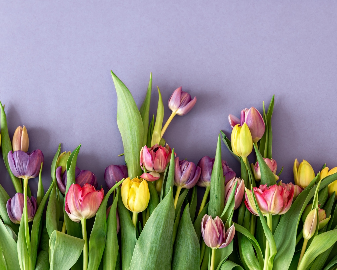 Разноцветные тюльпаны на сером фоне