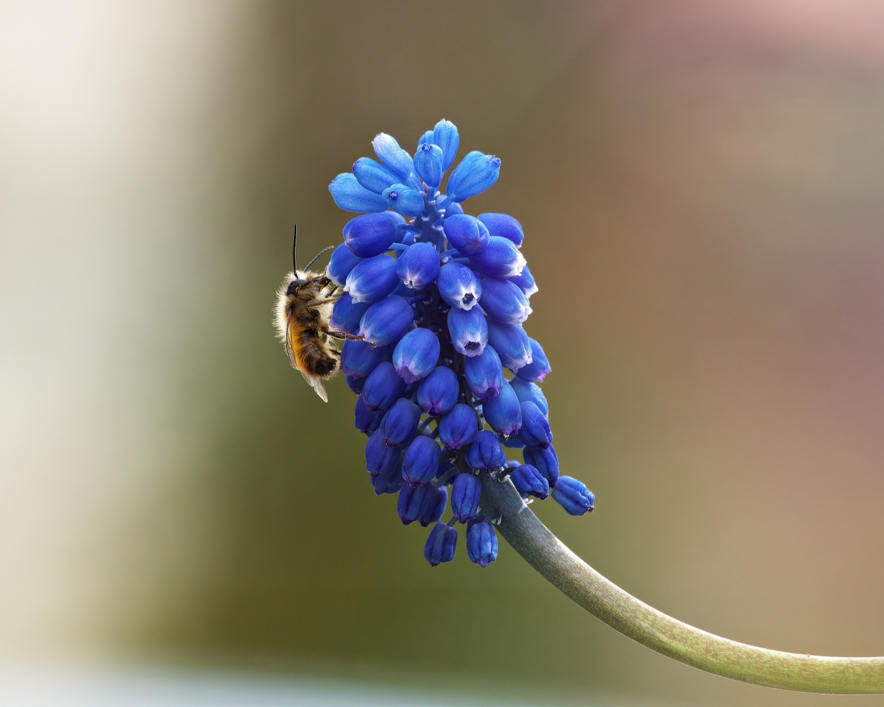 Цветок мускарик крупным планом