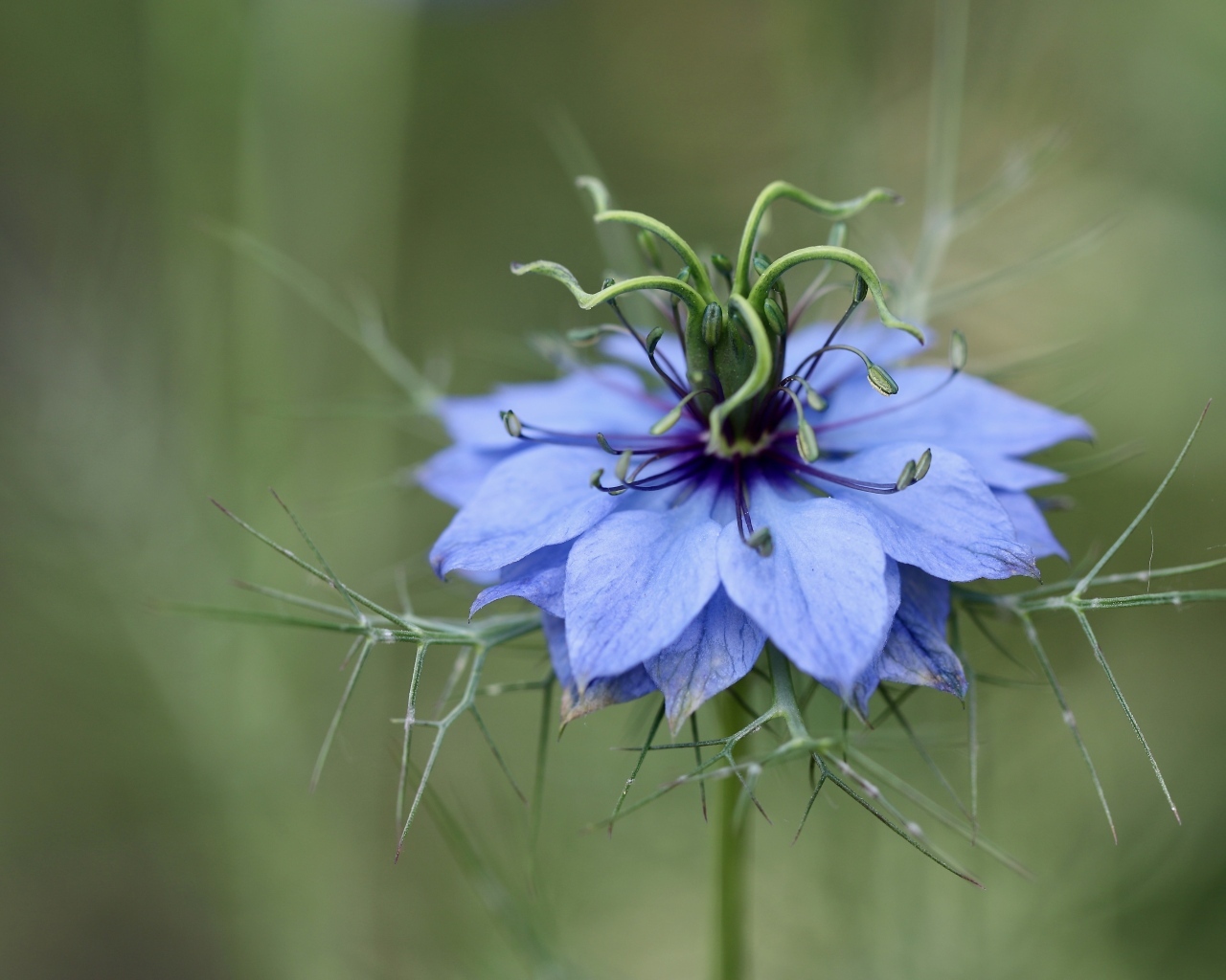 Цветок Чернушка дамасская крупным планом
