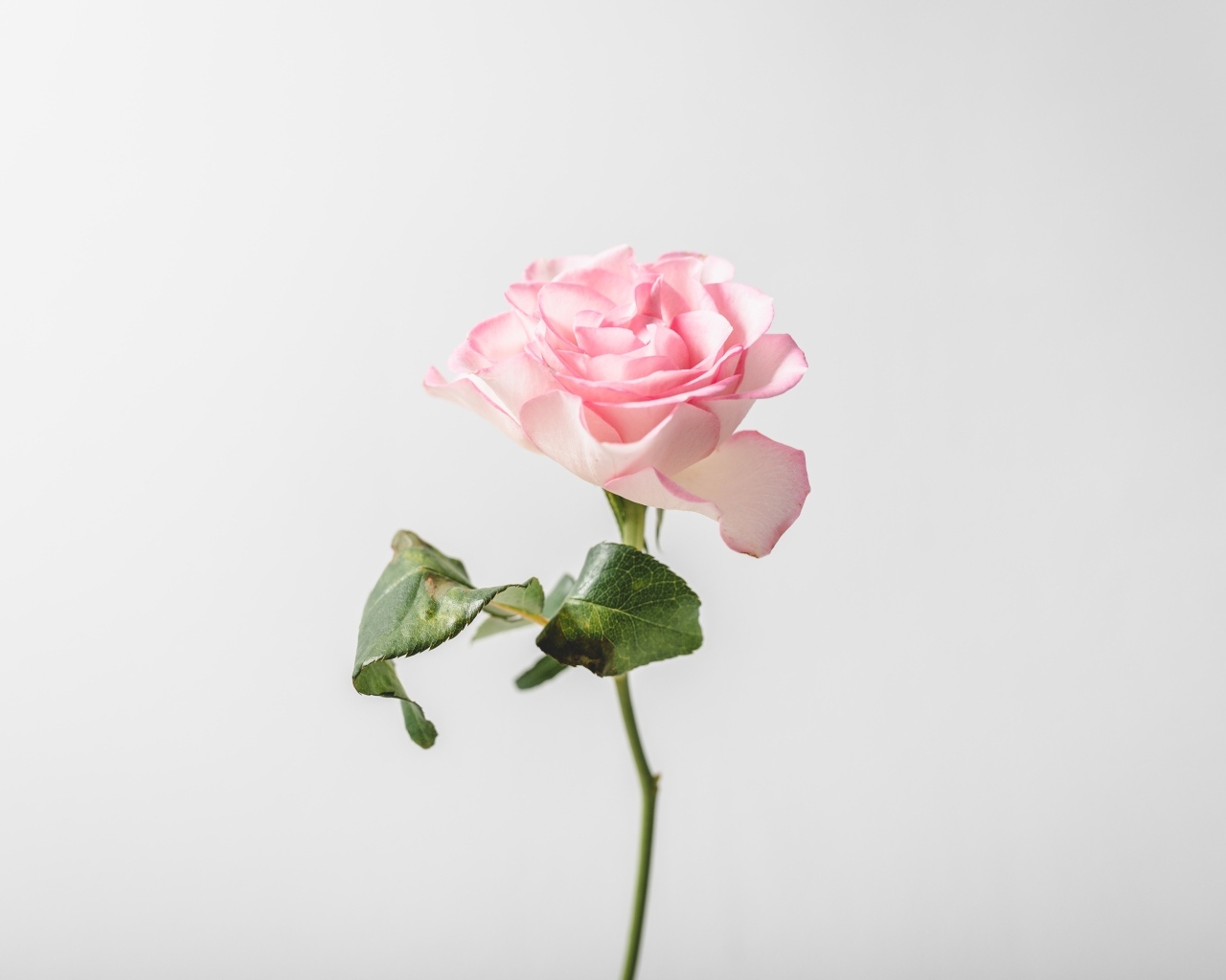 Одна розовая роза на сером фоне