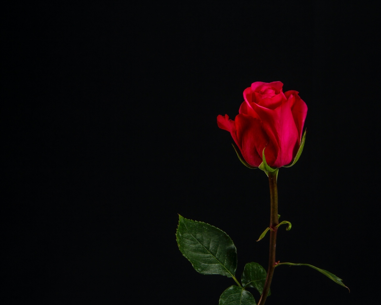 Одна красная роза на черном фоне