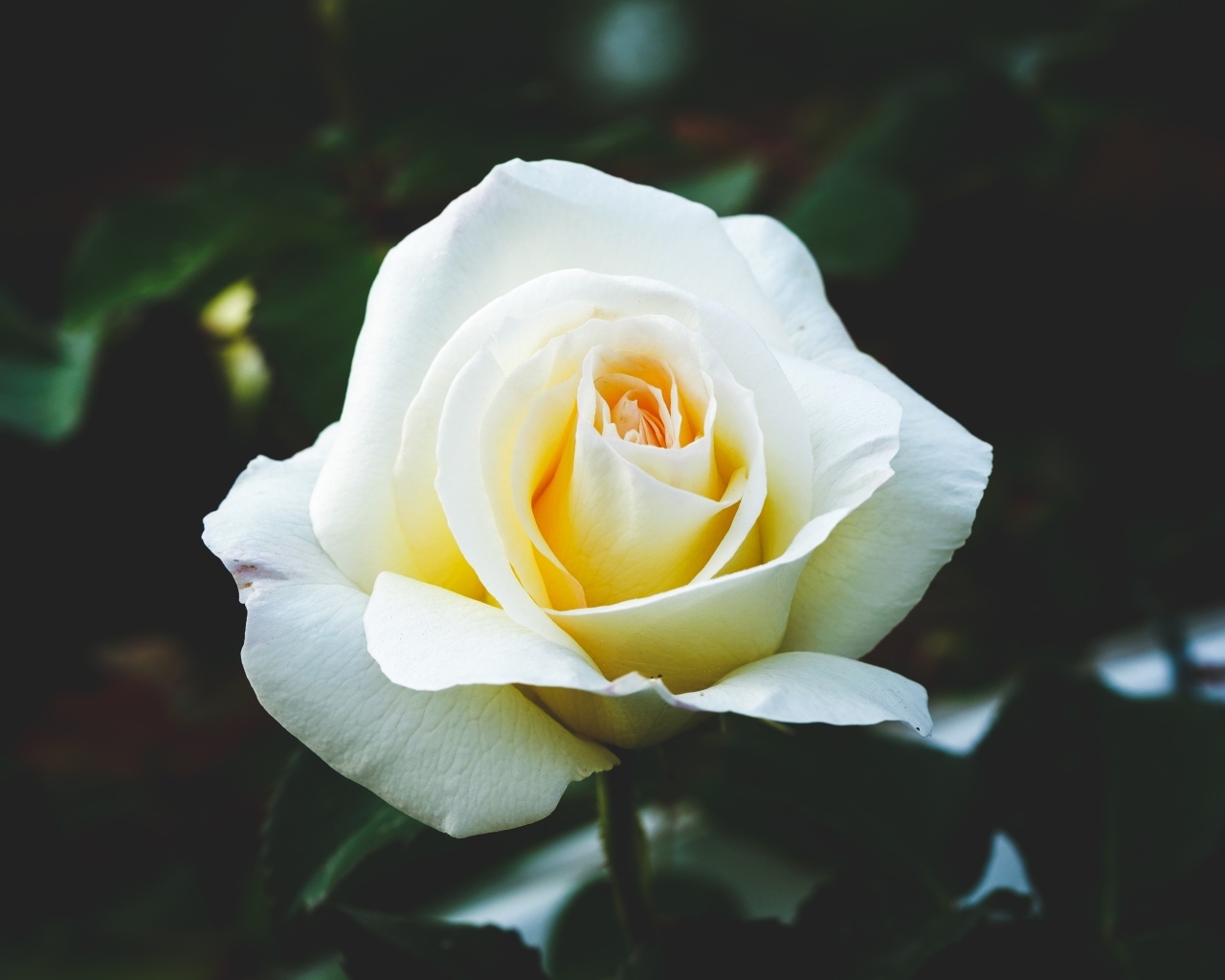 Одна белая роза на клумбе крупным планом