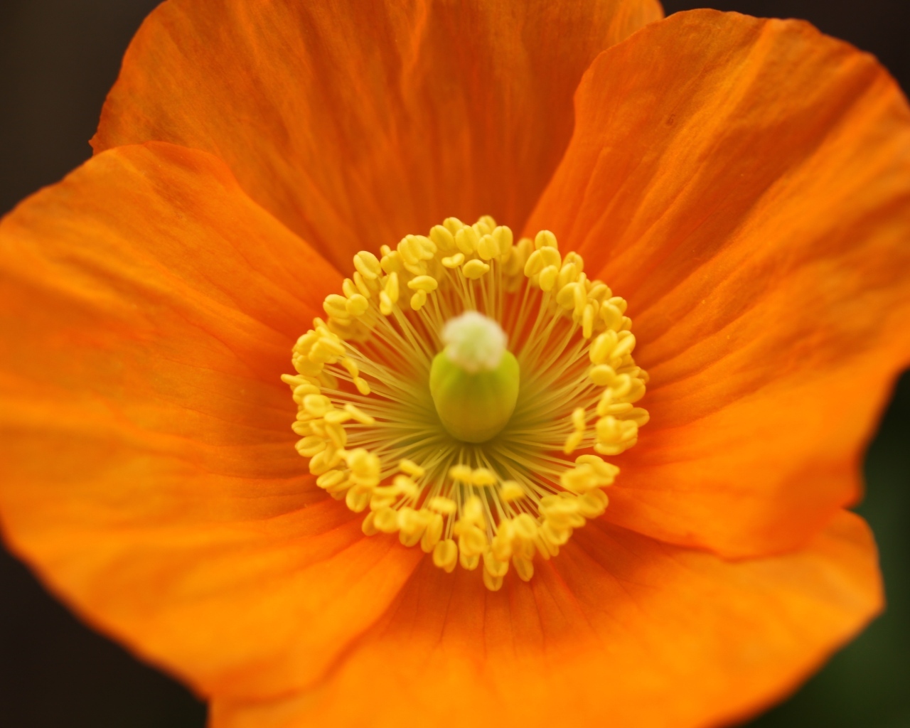 Оранжевый ирландский мак крупным планом