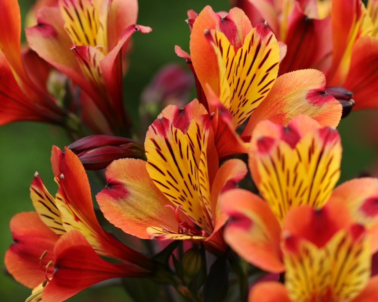 Оранжевые цветы альстромерии крупным планом