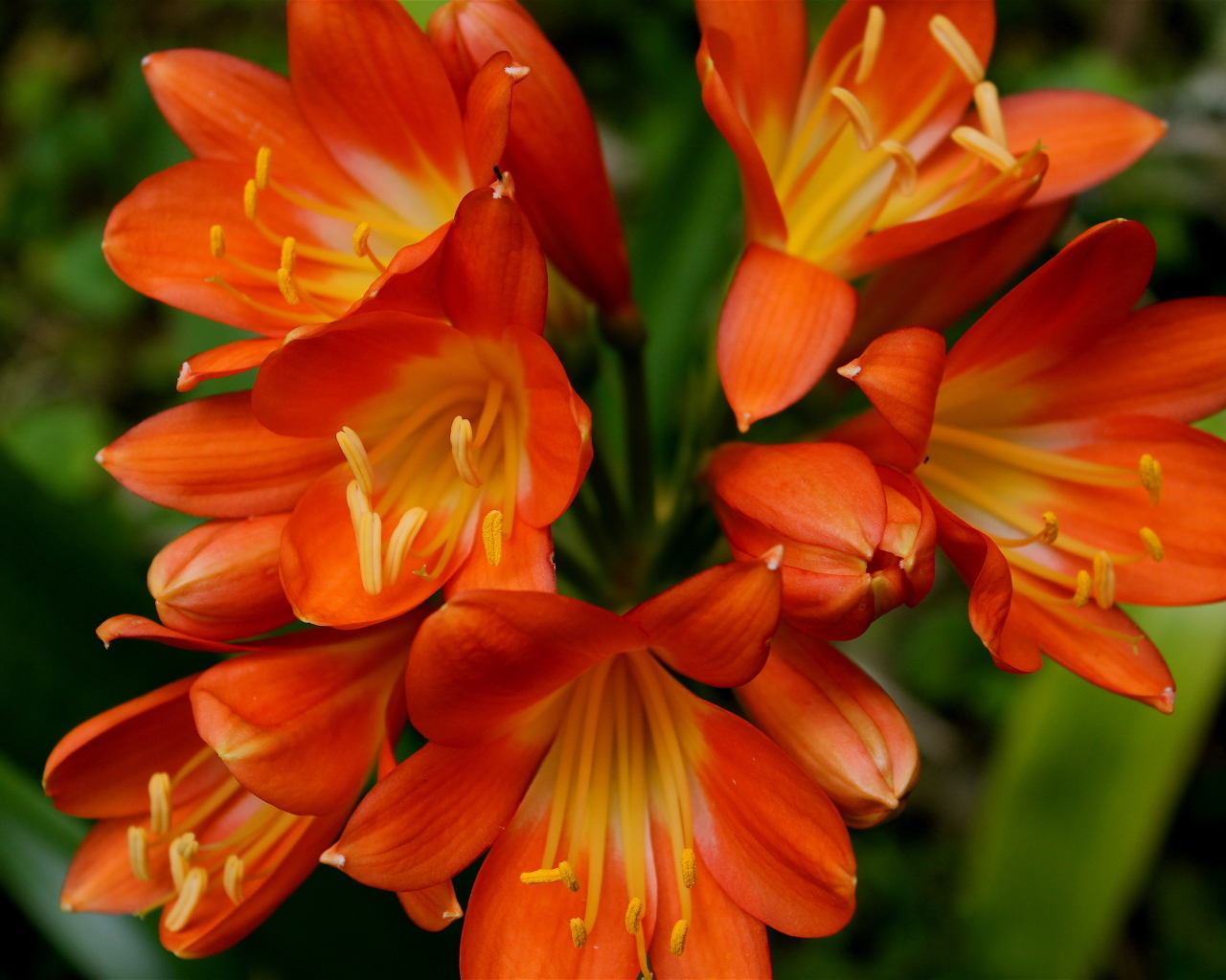 Оранжевые цветы амариллис крупным планом