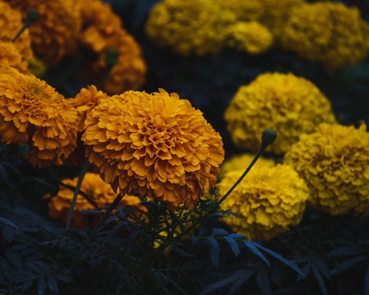 Оранжевые и желтые цветы бархатцев