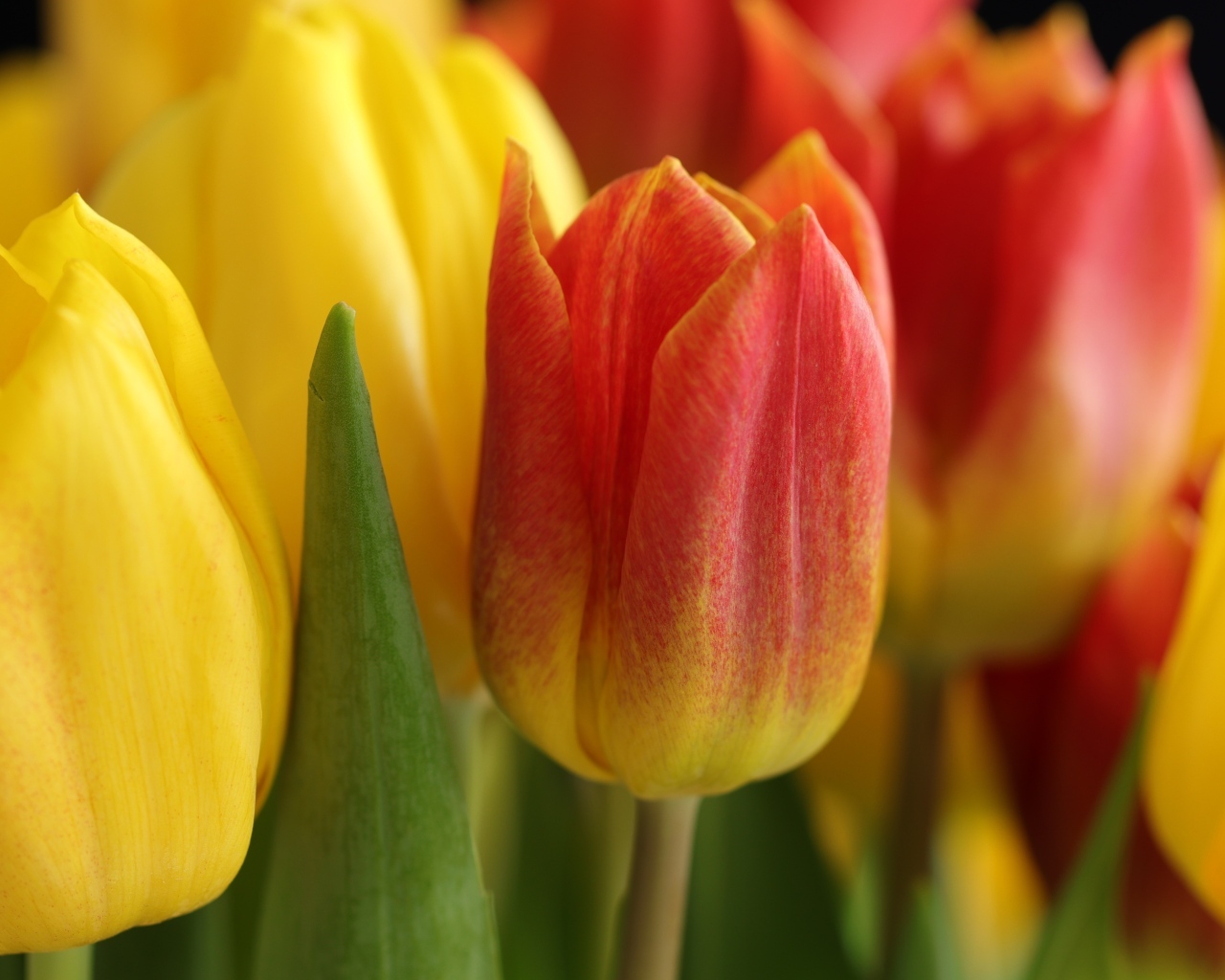 Оранжевые и желтые тюльпаны вблизи