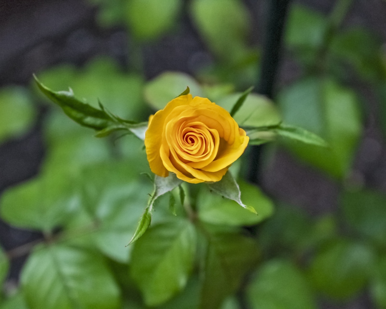 Оранжевая распускающаяся роза вид сверху