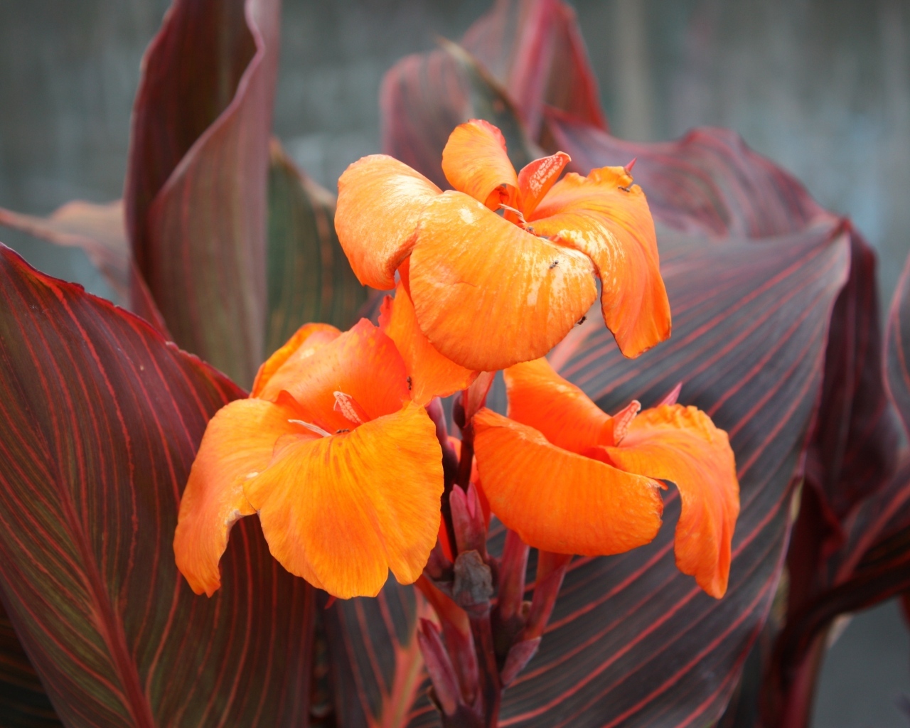 Оранжевые цветы канна крупным планом