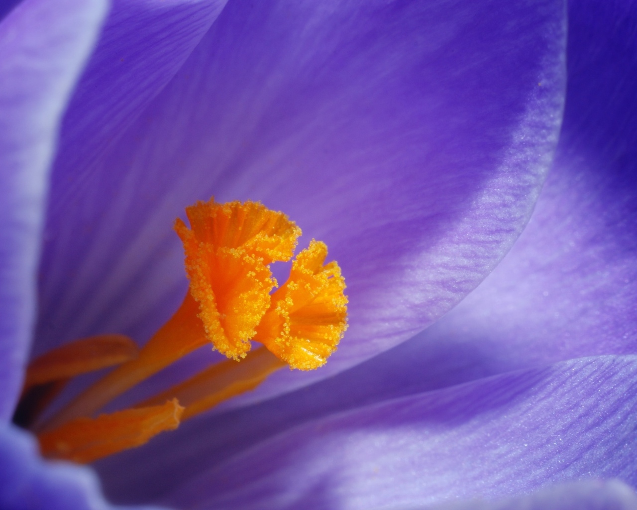 Оранжевая серединка фиолетового крокуса