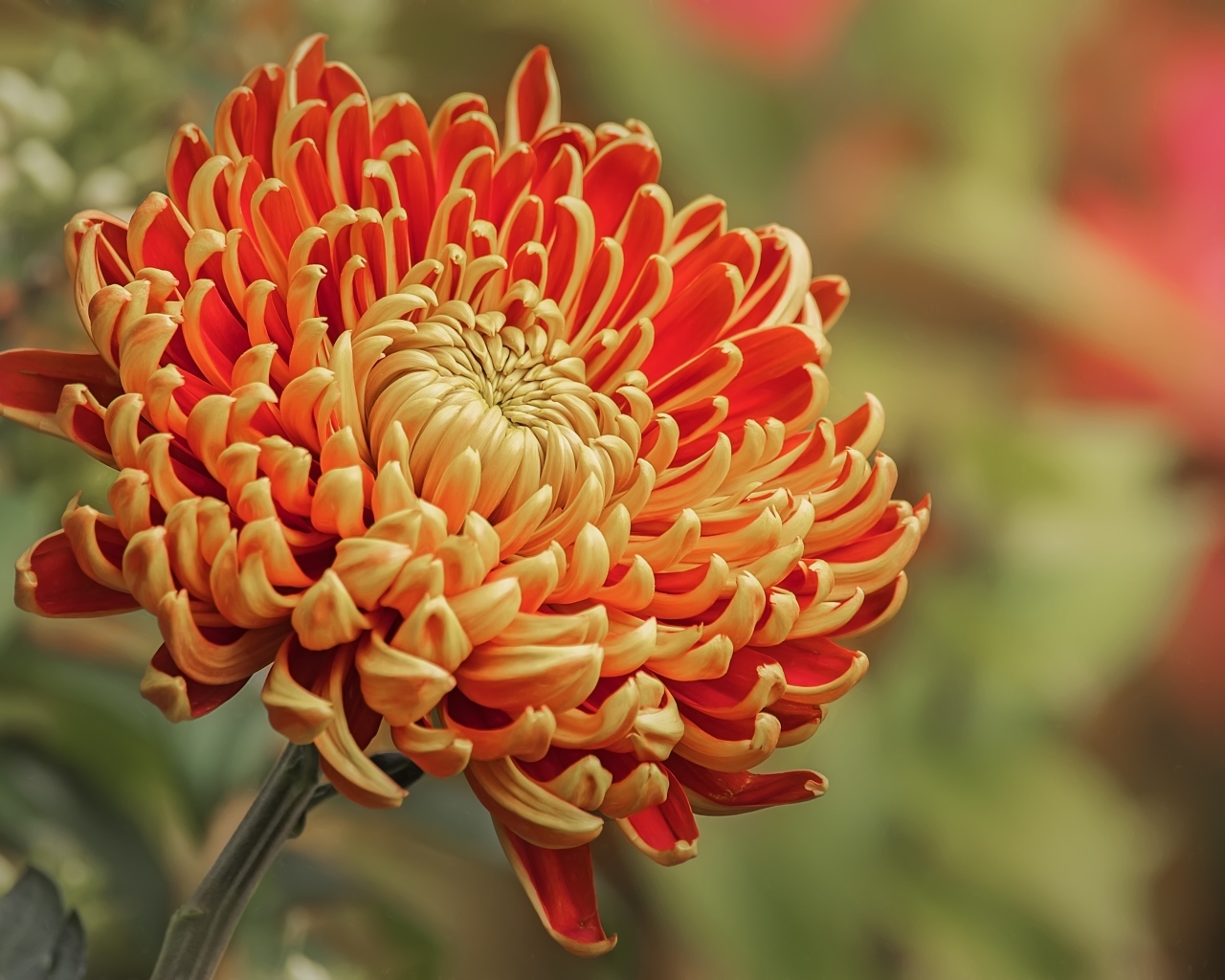 Оранжевая хризантема вблизи