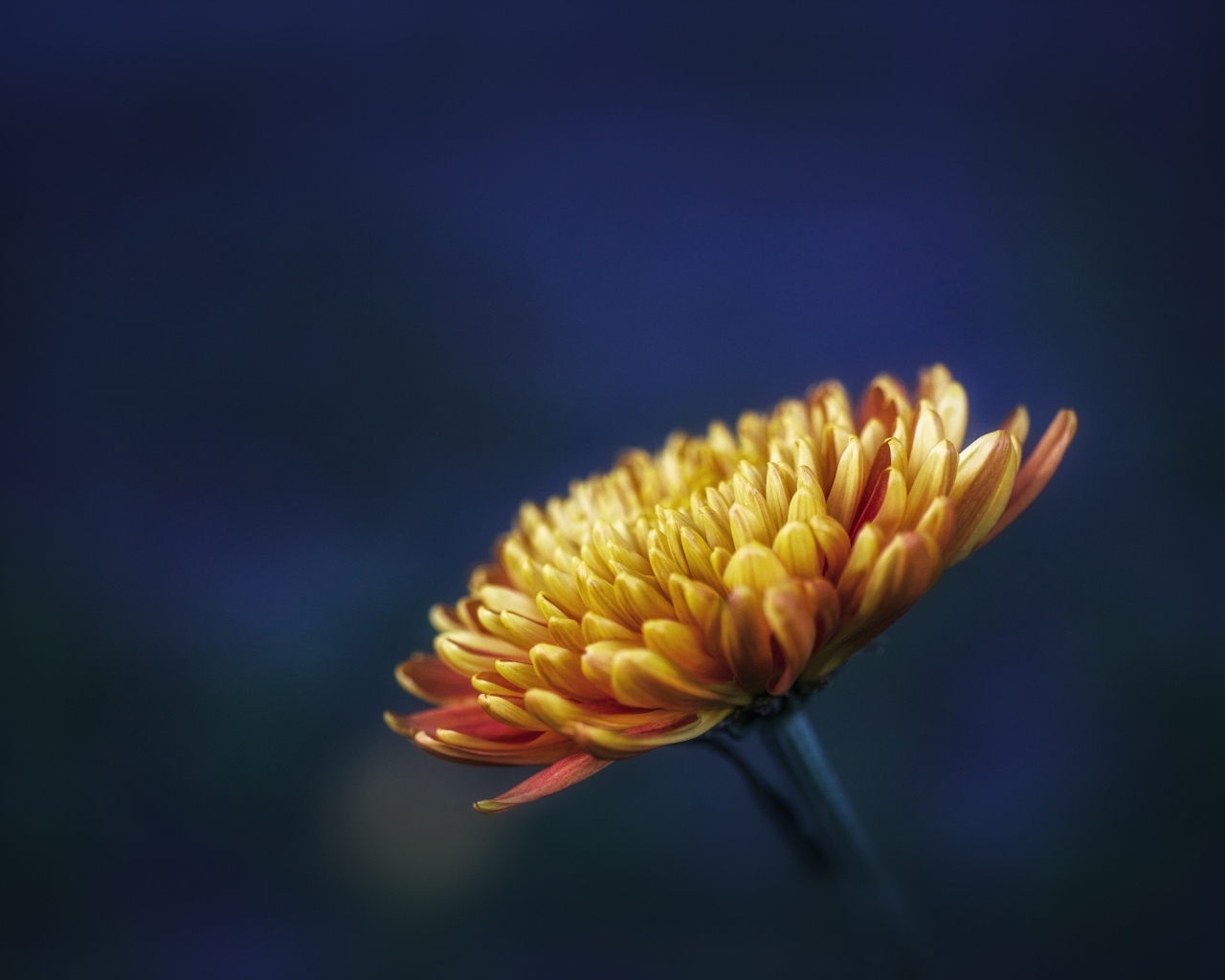 Оранжевый цветок хризантемы вблизи