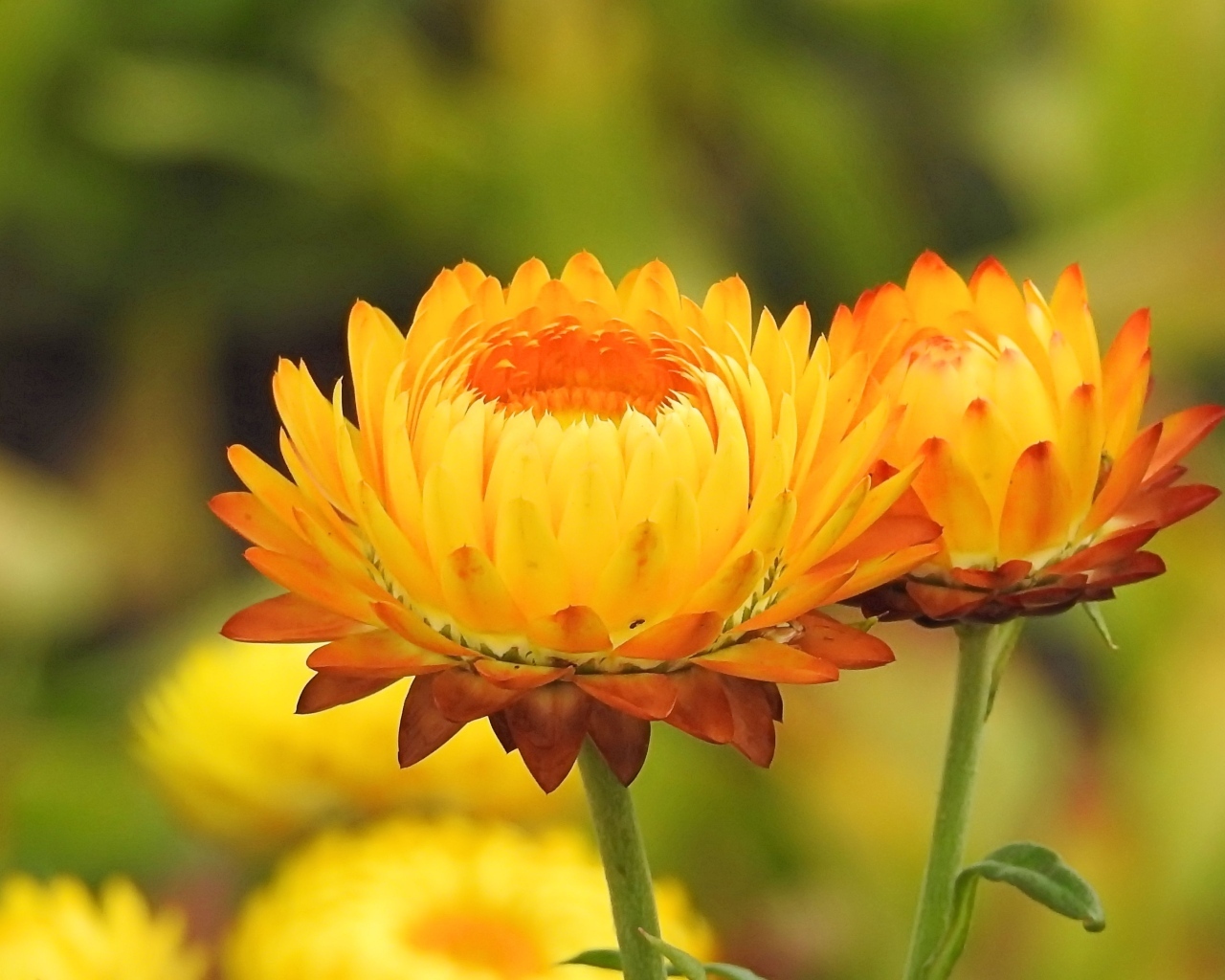 Оранжевые хризантемы крупным планом