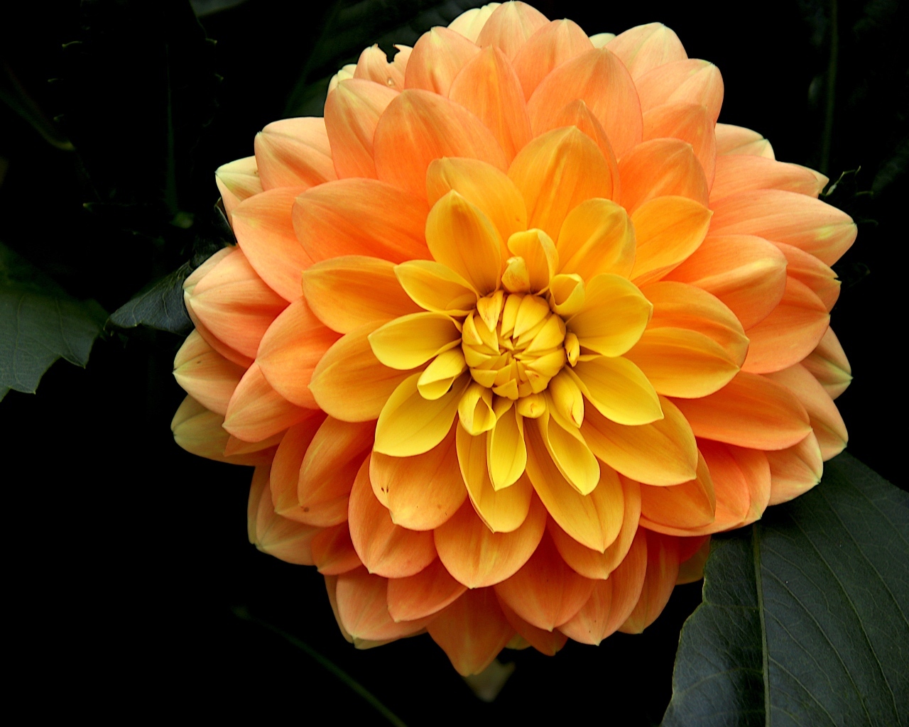 Оранжевый цветок георгина вблизи