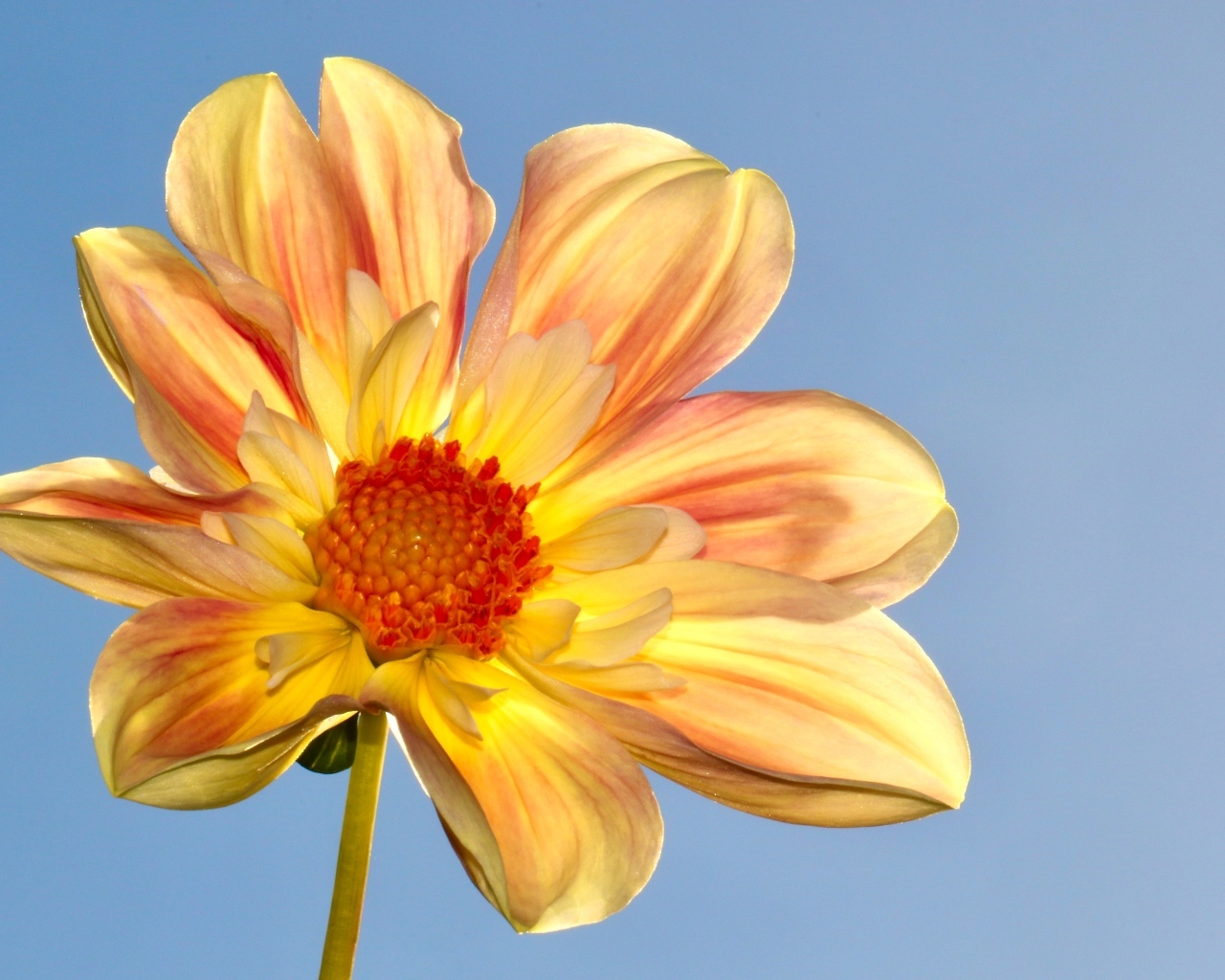 Оранжевый цветок георгина на голубом фоне