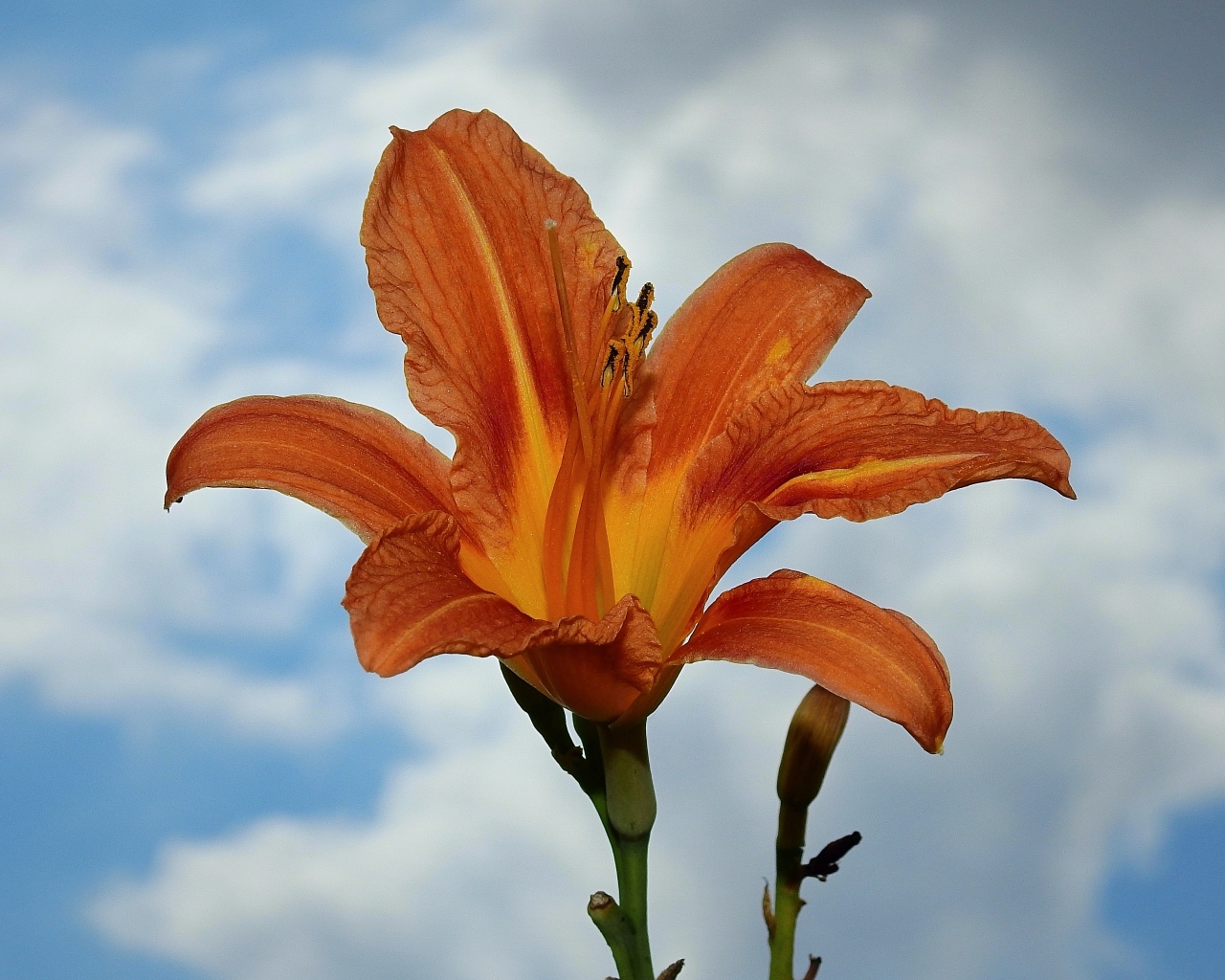 Оранжевый цветок лилейника на фоне неба
