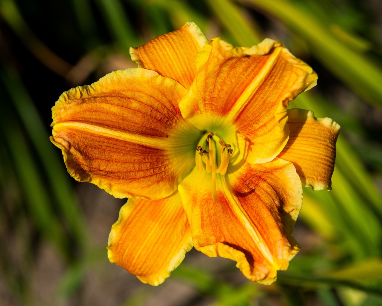 Оранжевый цветок лилейника в лучах солнца