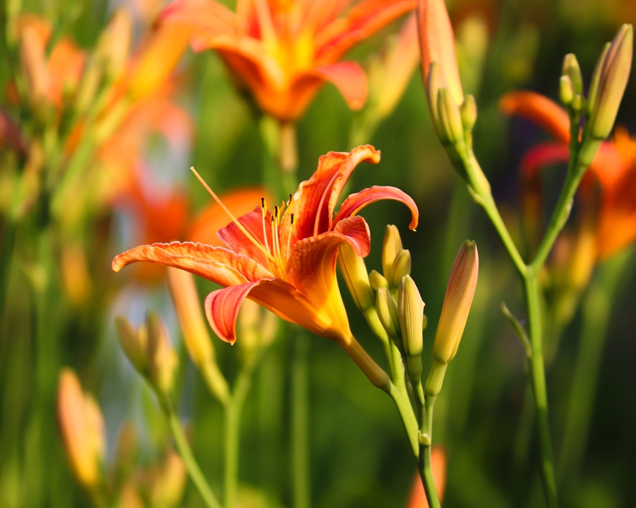 Оранжевые цветы лилейник с бутонами в лучах солнца